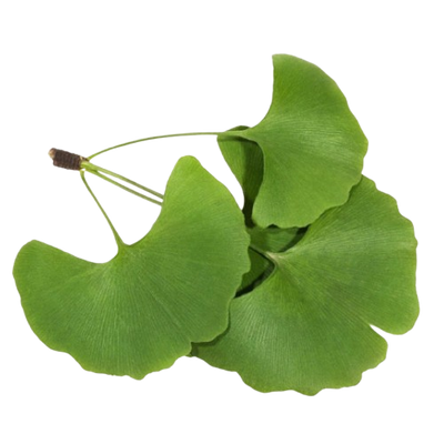 Ginkgo Biloba Leaves