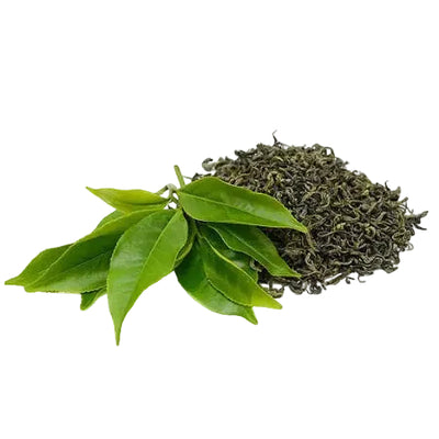 Green Tea Extract