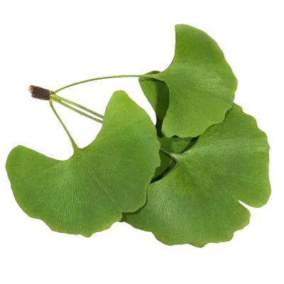 Ginkgo Biloba Leaves