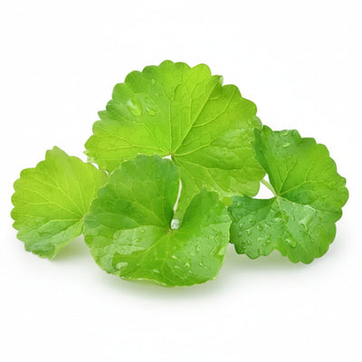 Gotu Kola