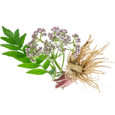 Valeriana Wallichii