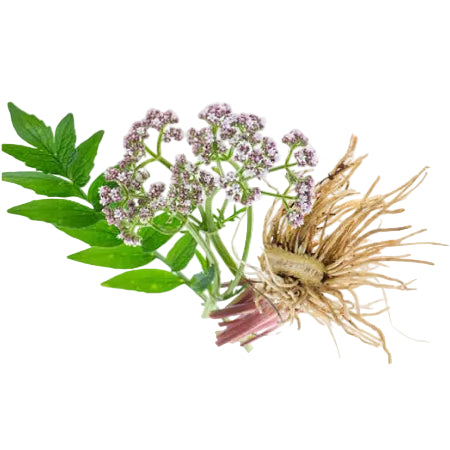 Valeriana Wallichii