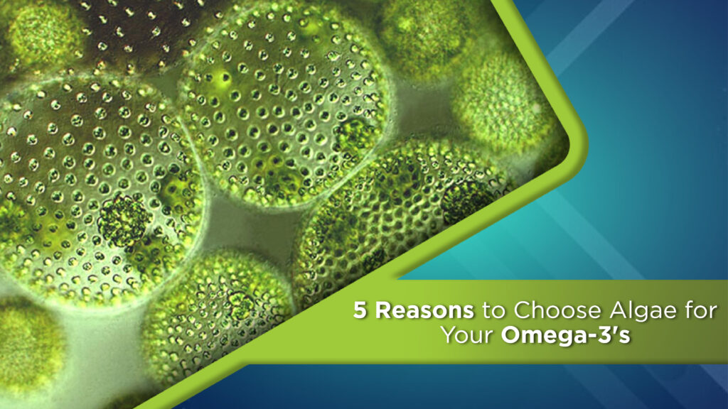 High Potency Algae Omega 3 Supplements
